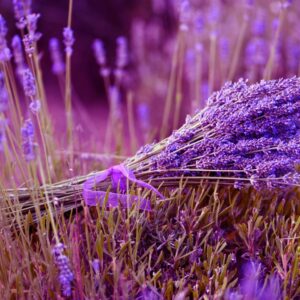 lavanda